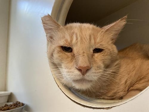 *STEVE - Domestic Short Hair available for adoption