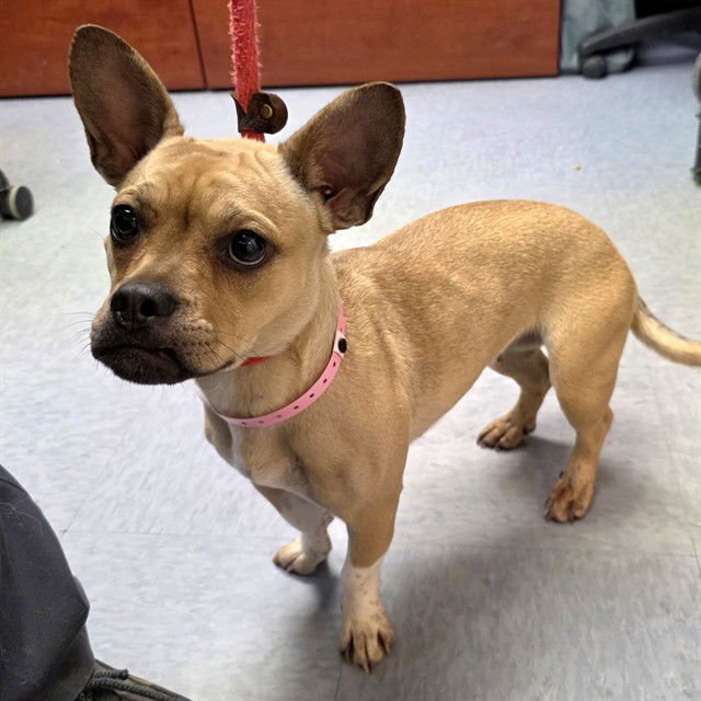 *BOBBI SOX - Chihuahua / French Bulldog available for adoption