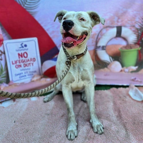 *SHIRLEY - American Pit Bull Terrier available for adoption