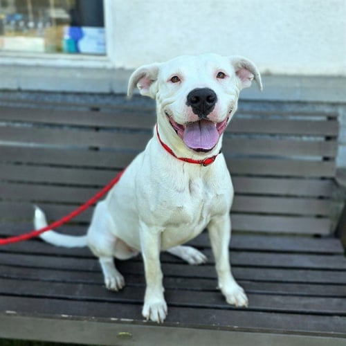 *SHIRLEY - American Pit Bull Terrier available for adoption