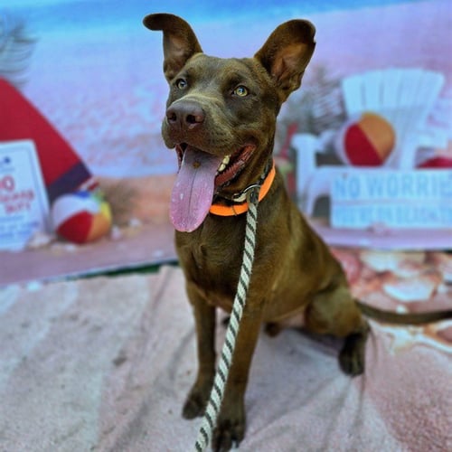 *DUNSON - Labrador Retriever / Pit Bull Terrier available for adoption