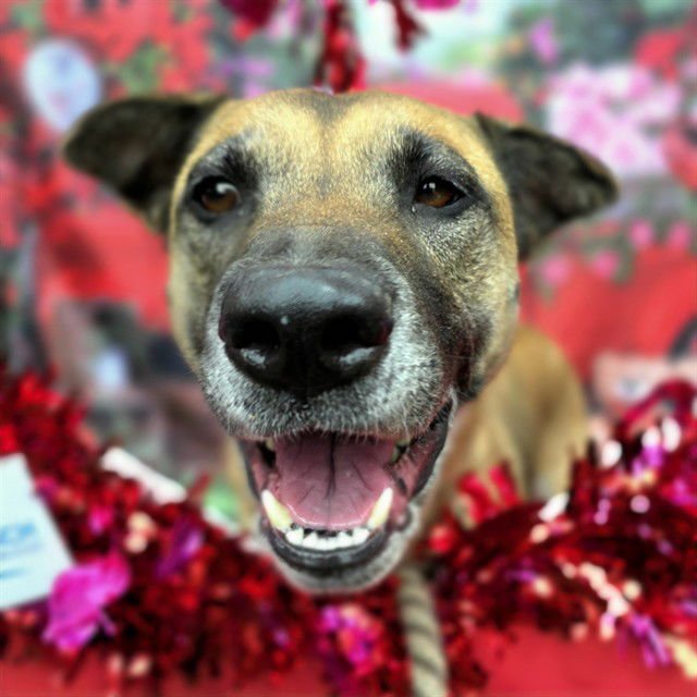 *CHEYENNE - German Shepherd Dog available for adoption