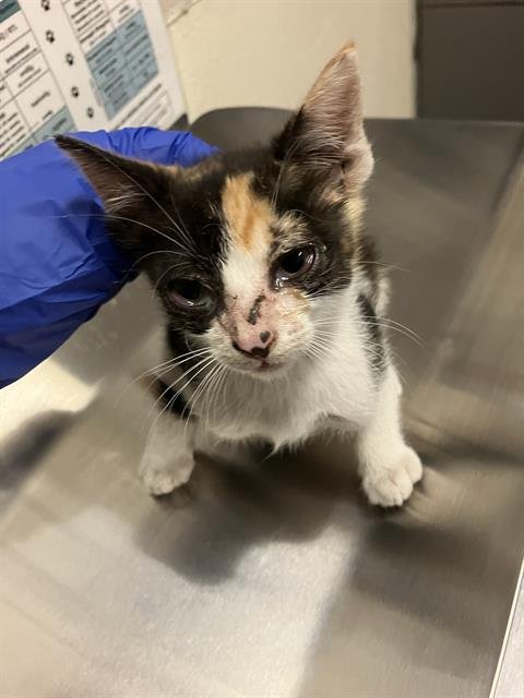 *LIZZY - Domestic Short Hair available for adoption