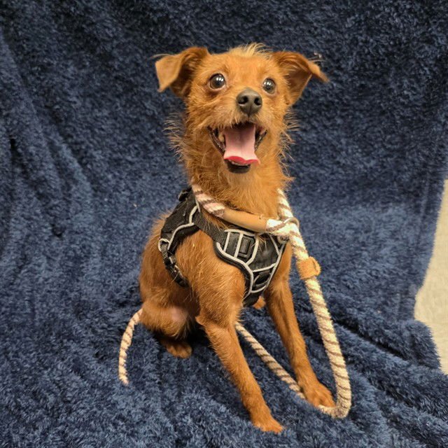 *ARTIMUS - Terrier available for adoption