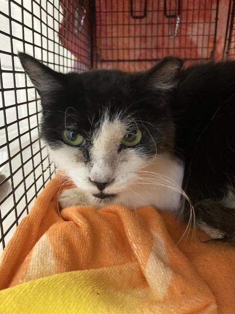 THELMA - Domestic Short Hair available for adoption