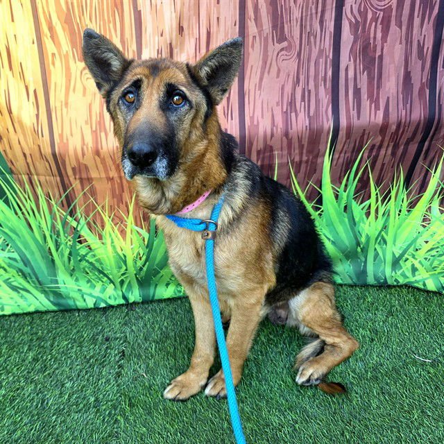 *ELLA - German Shepherd Dog available for adoption