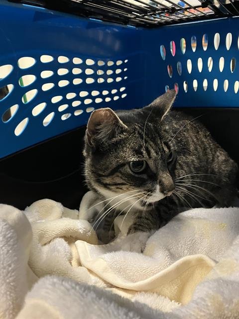 STRAWBERRY - Domestic Short Hair available for adoption