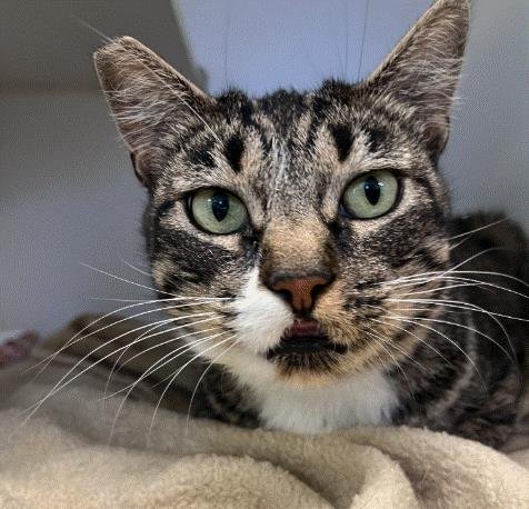 STRAWBERRY - Domestic Short Hair available for adoption