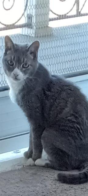 LULU - Domestic Short Hair available for adoption