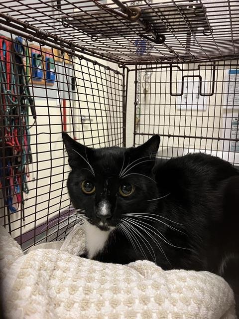 BLACKIE - Domestic Short Hair available for adoption