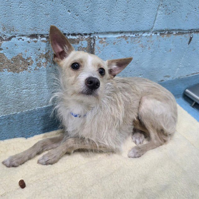 *WISHBONE - Terrier available for adoption