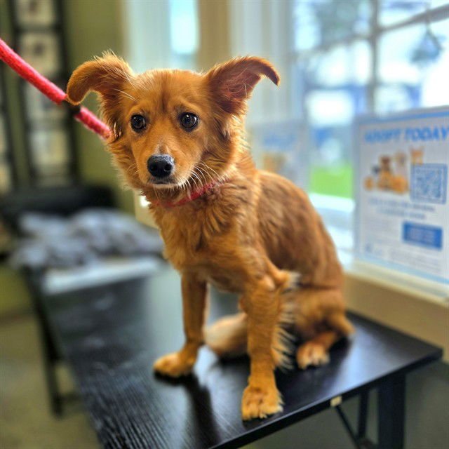 *SONNET - Chihuahua available for adoption