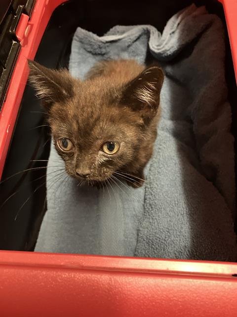*MOE - Domestic Short Hair available for adoption