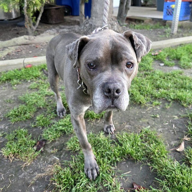 *KAIA - Pit Bull Terrier available for adoption