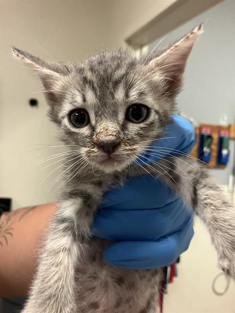 *CICI - Domestic Short Hair available for adoption