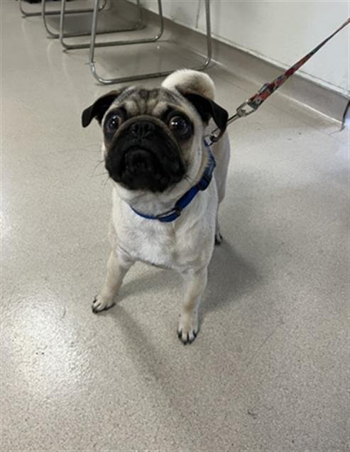 *ORBIE - Pug available for adoption