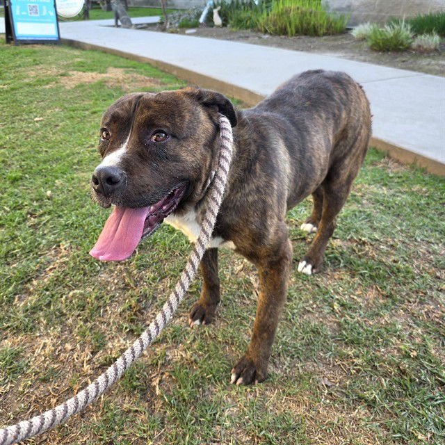 *ROSCO - Mastiff / Akita available for adoption
