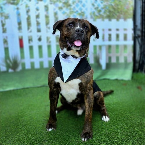 *ROSCO - Mastiff / Akita available for adoption