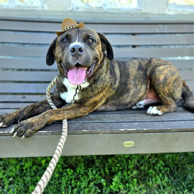 *ROSCO Image