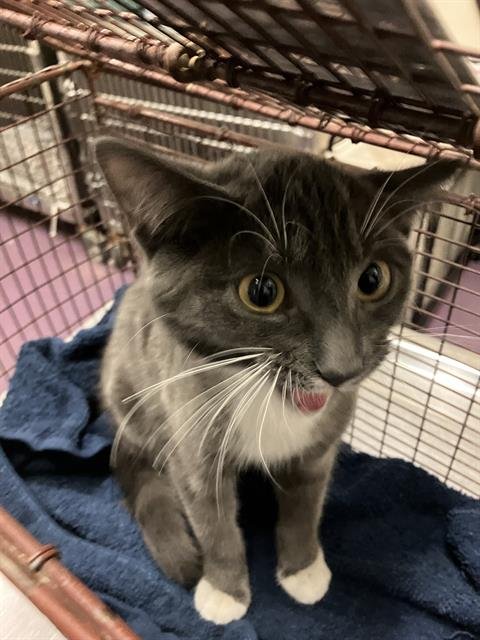 *YOSHI - Domestic Short Hair available for adoption