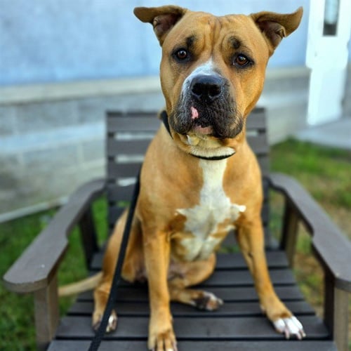 *RACHEL - Pit Bull Terrier available for adoption