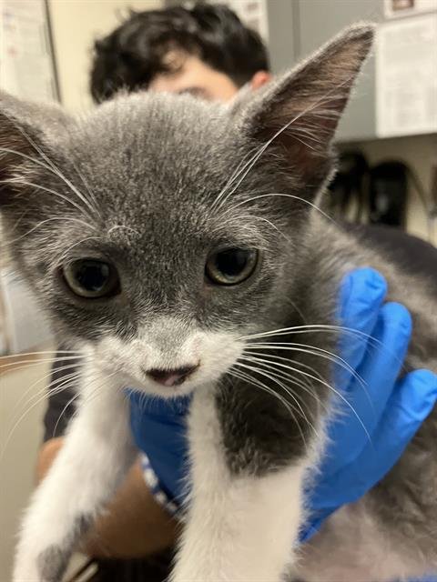 COOKIE - Domestic Short Hair available for adoption