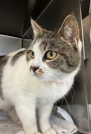 KAREN - Domestic Short Hair available for adoption