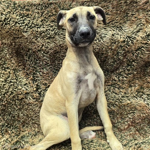 *CASHMERE - Mastiff available for adoption
