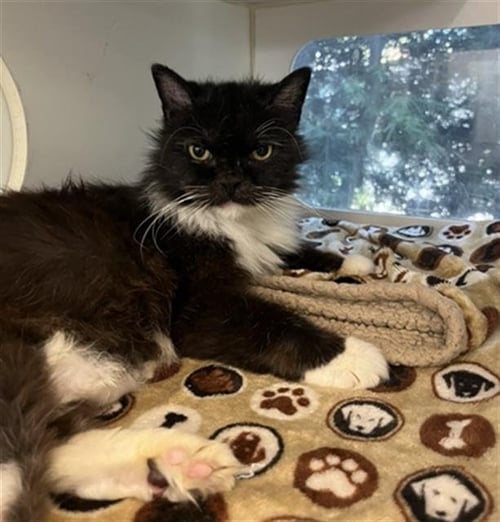 *YUBA - Persian / Domestic Medium Hair available for adoption