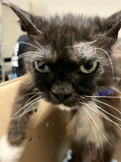 A766224 - Domestic Short Hair available for adoption
