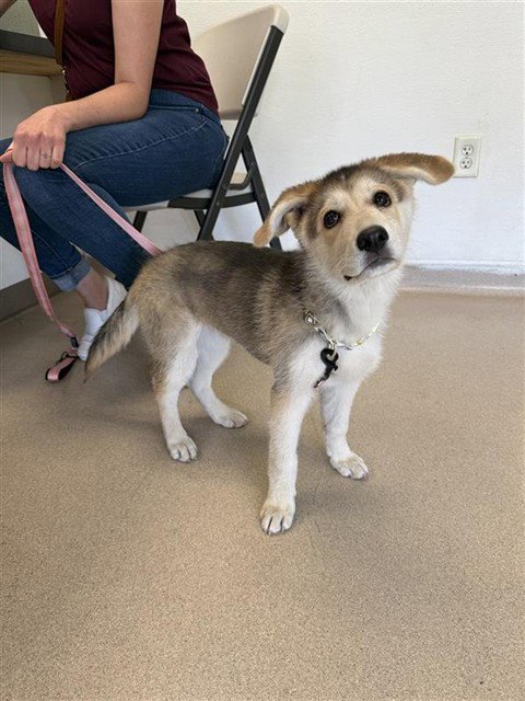 *MADDIE - Siberian Husky available for adoption