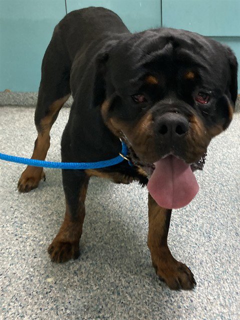 ROCKY - Rottweiler available for adoption