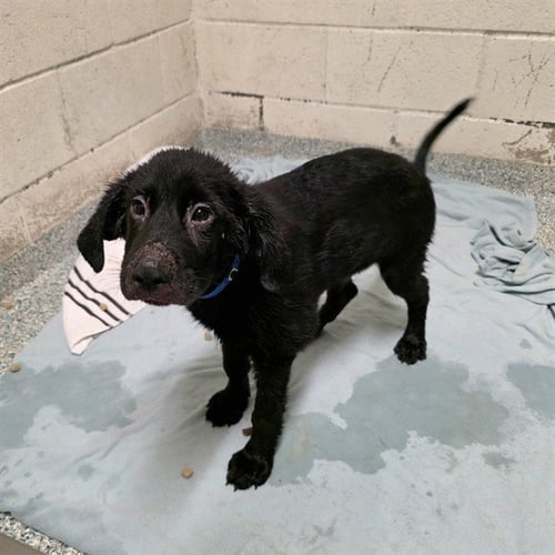 *SEBASTIAN - Labrador Retriever available for adoption