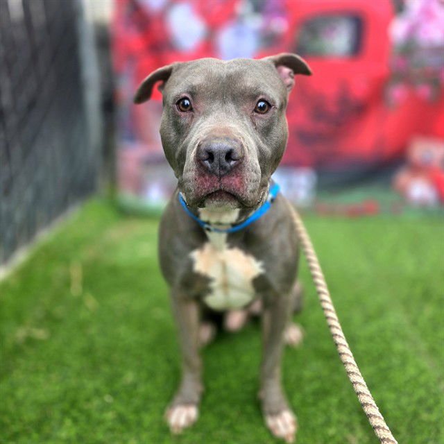 *RONNIE - Pit Bull Terrier available for adoption