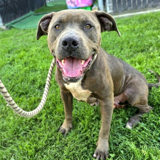 *MINERVA - Pit Bull Terrier available for adoption