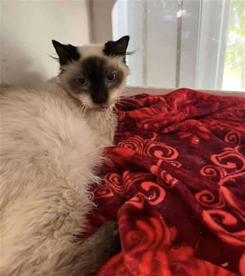 *LILY - Siamese available for adoption
