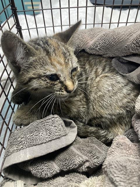 *ANNABELLE - Domestic Short Hair available for adoption