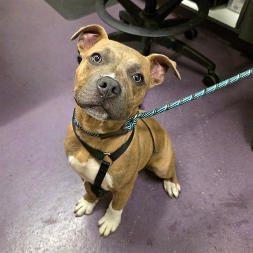 *BRONCO - Pit Bull Terrier available for adoption