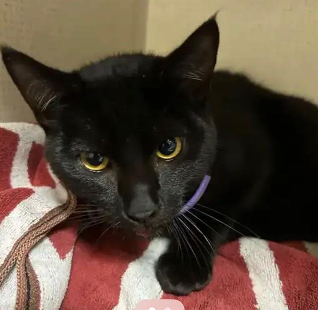 *MORTIMER - Domestic Short Hair available for adoption