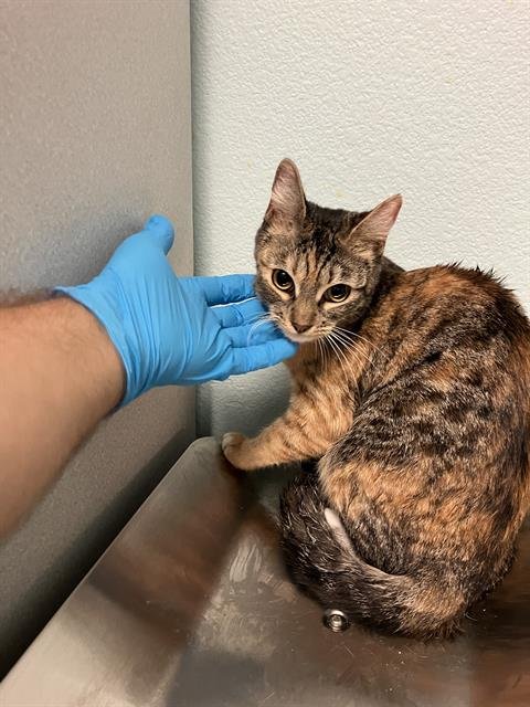 *XINA - Domestic Short Hair available for adoption