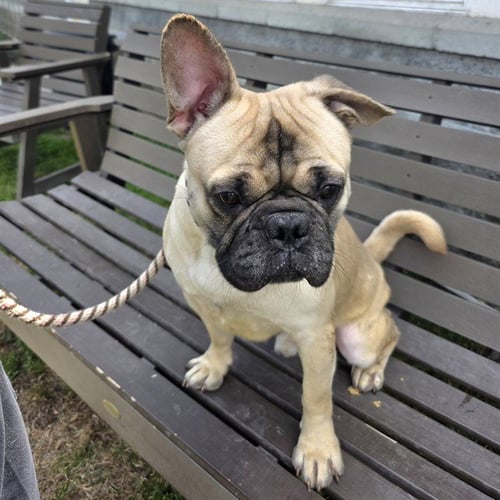 *PUSH UPS - French Bulldog / Staffordshire Bull Terrier available for adoption