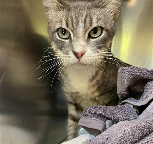 *ROBIN - Domestic Short Hair available for adoption