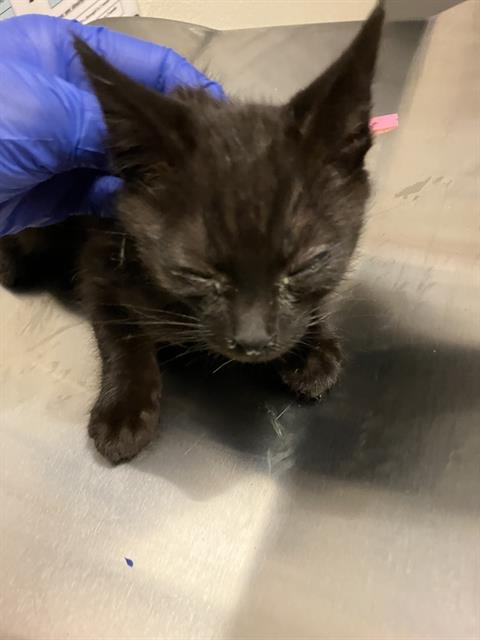 *MARTIN - Domestic Short Hair available for adoption