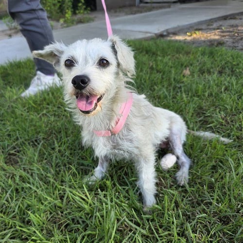 *HANALEI - Terrier available for adoption