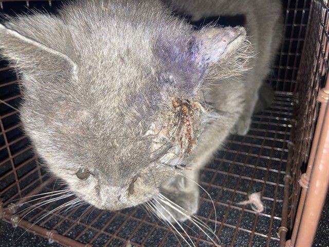 *JULES - Domestic Short Hair available for adoption