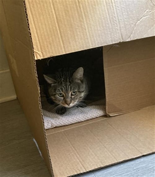 PRINCE - Domestic Short Hair available for adoption