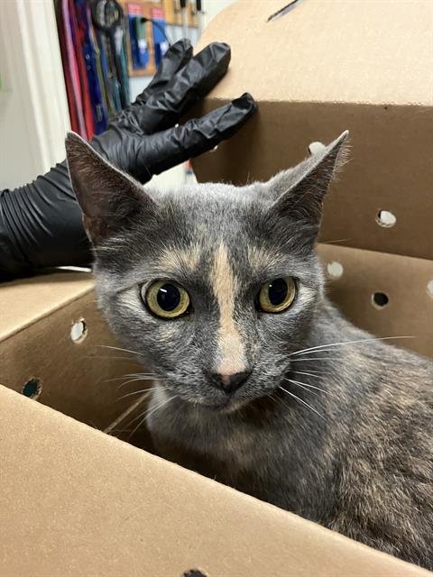 ZOE - Burmese available for adoption