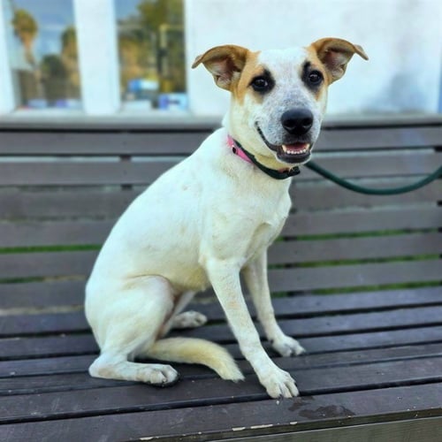 *KISSY - Australian Cattle Dog/Blue Heeler available for adoption