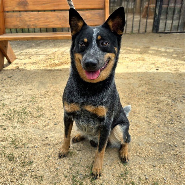 *ROCCO - Queensland Heeler available for adoption