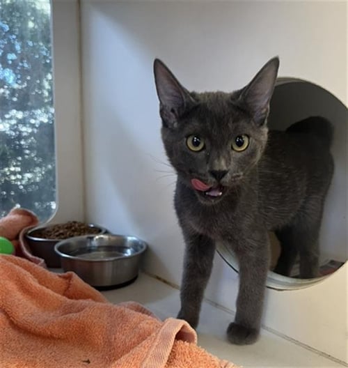 *JANUARY - Domestic Short Hair available for adoption